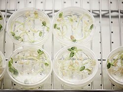 Plant Tissue Culture