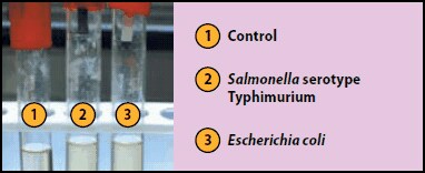 Hydrogen Sulfide Test Strips