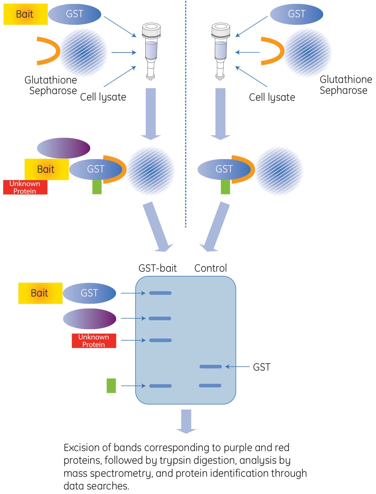 Affinity Pull-Down Assay