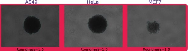 Brightfield imaging of A549, HeLa, and MCF7 spheroid roundness