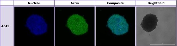 Brightfield imaging and confocal microscopy of A549 spheroids formed and imaged in Millicell® ULA plates