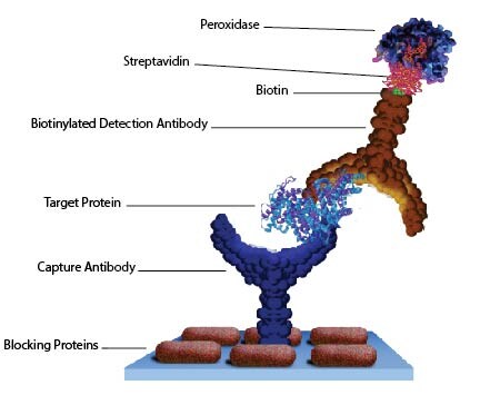 Antibody conjugation and labeling kits for your immunorelated workflow needs