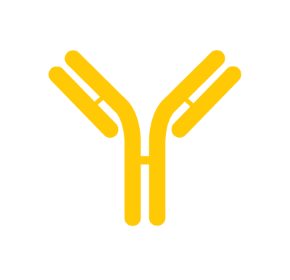 Illustration of a monoclonal antibody