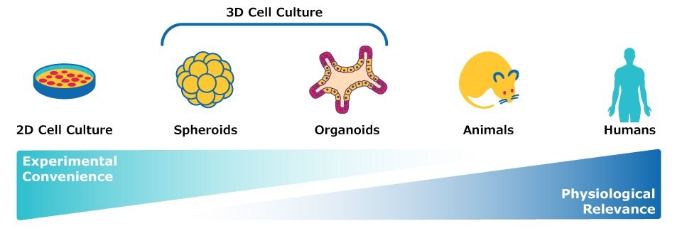 Modele do przedklinicznej oceny przeciwciał monoklonalnych, w tym hodowla komórkowa 2D, hodowla komórkowa 3D, organoidy, modele zwierzęce i badania z wykorzystaniem próbek ludzkich.