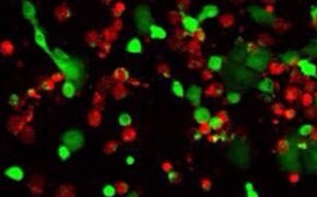 Double-staining of live and dead cells for differentiation