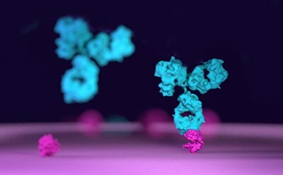 3D illustration of antibodies binding to antigen coated onto the surface of a plate