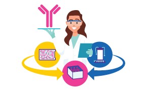 Discover how to simplify a cell line development, scale up and antibody manufacturing with a partner who understands IVD development.