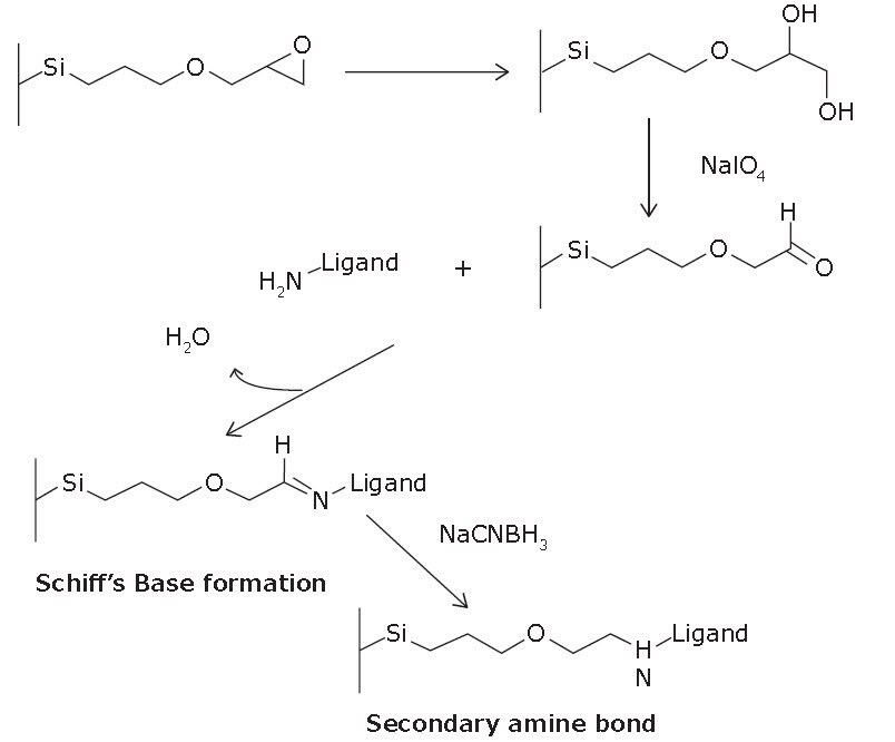 Scheme of immobilization via Schiff base mechanism