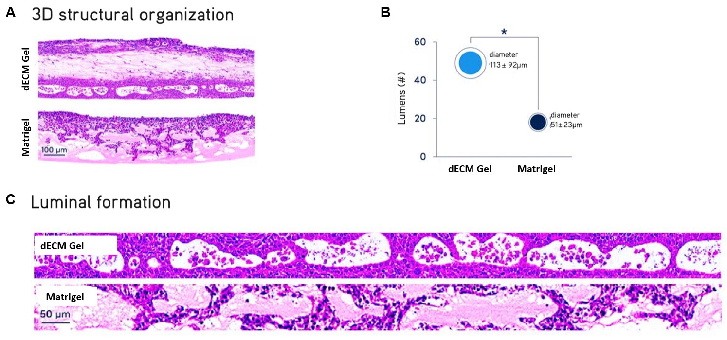 ALI cultures of primary NHBE cells.