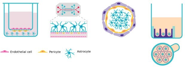 Blood brain barrier in vitro model schematic