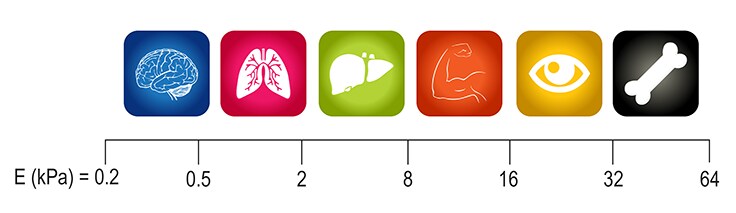 Native matrix stiffnesses of various in vivo tissues.