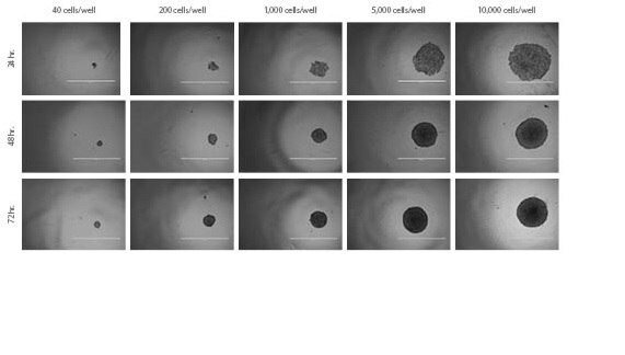 HT-29 Spheroids. Spheroid formation and growth of HT-29 spheroids over time with varying seeding densities.