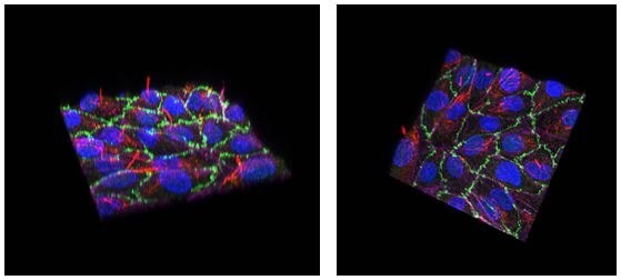 Renal proximal tubule epithelial cell line SA7K forms a polarized, tight barrier on the AIM Biotech chip.