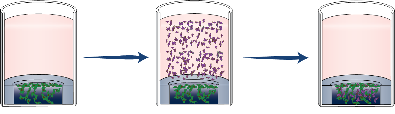 Establish co-culture (Optional): Add secondary cells and incubate overnight.