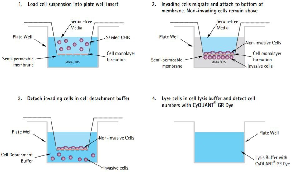  The Boyden Chamber Assay Protocol