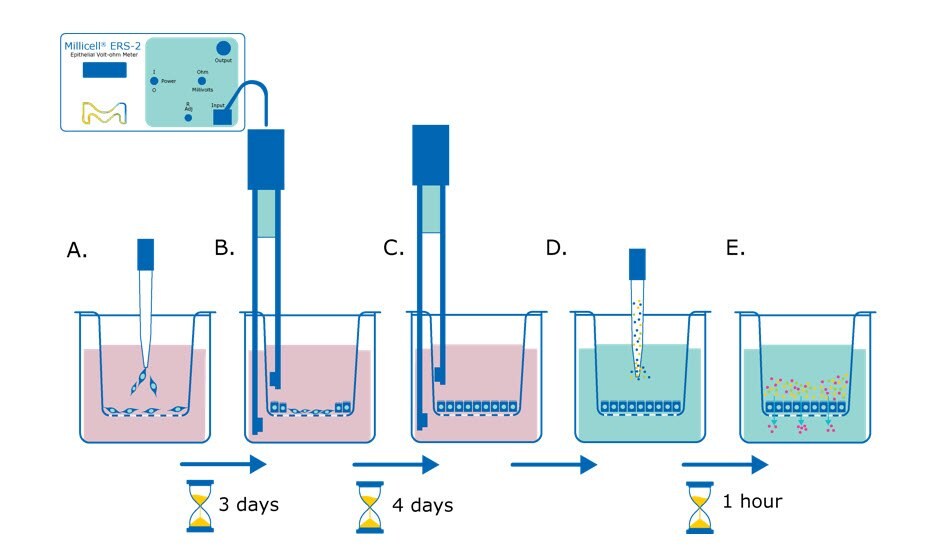 Barrier assay principle using Millicell® hanging cell culture inserts