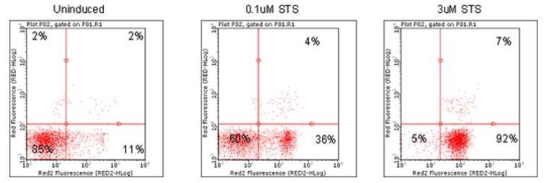 Dot plots depicting Jurkat cells treated with various concentrations of apoptosis inducers and stained using Annexin Red Kit