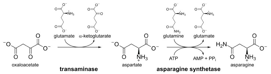 Biosynthesis of asparagine