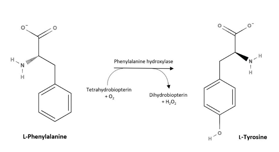 Biosynthesis of L-tyrosine in mammals