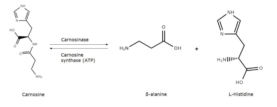 Szlak metaboliczny między karnozyną, -alaniną i L-histydyną