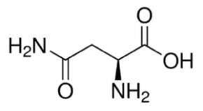 The structure of L-asparagine