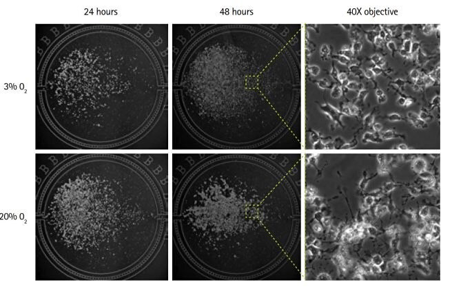 Rat NSCs cultured at low densities under mildly hypoxic conditions