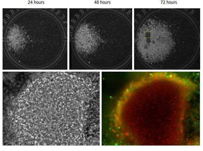 High density seeding of NSCs in a microfluidic chamber under conditions