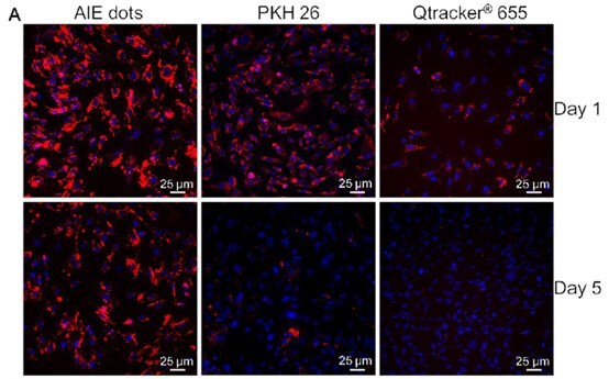 In Vitro Stem Cell Tracking with LuminiCell Trackers™