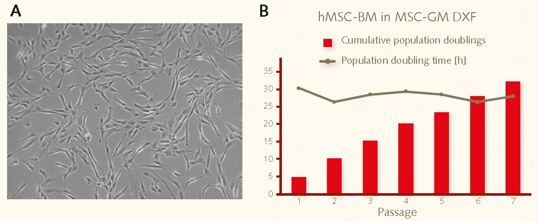 Growth performance of bone marrow derived hMSCs on fibronectin coated plastic