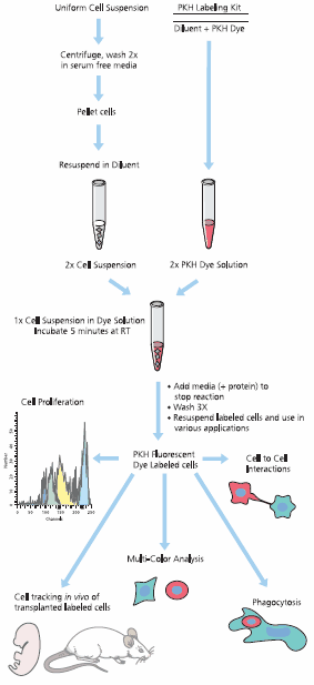 Standard protocol for PKH dye labeling