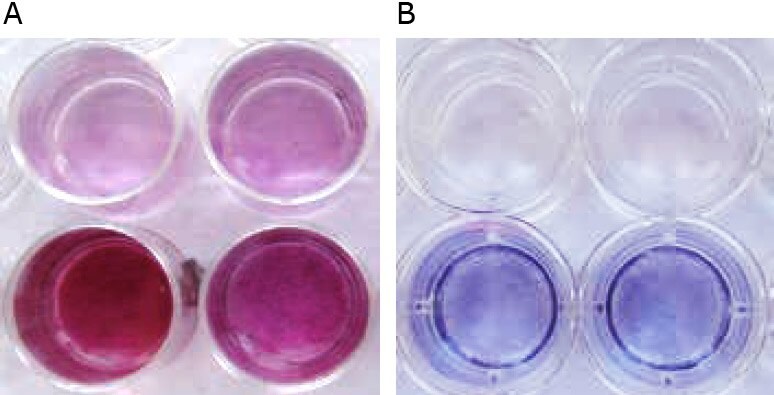 Macroscopic appearance of HOB after mineralization in vitro