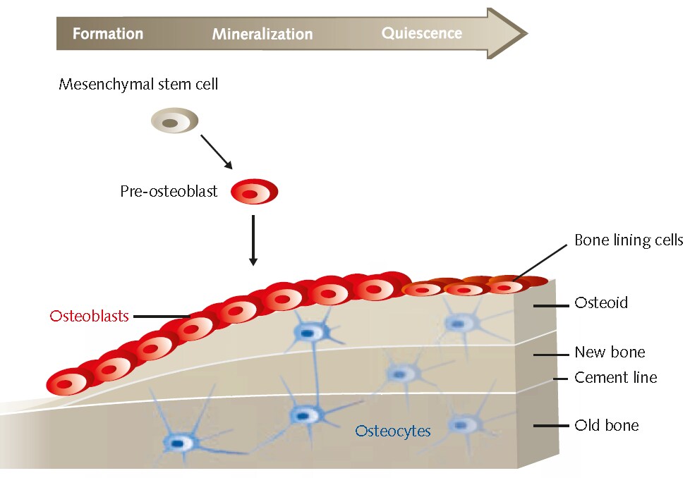 Overview of osteoblast bone formation and mineralization