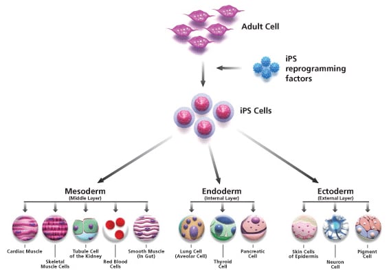 IPSC Pathway