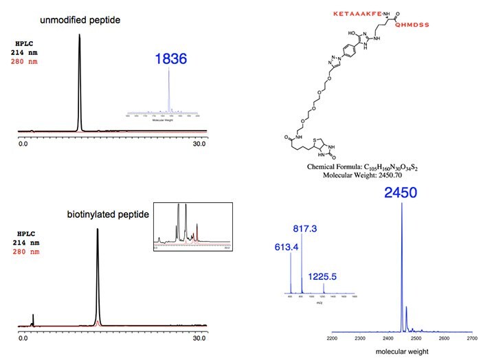 Unmodified Peptide