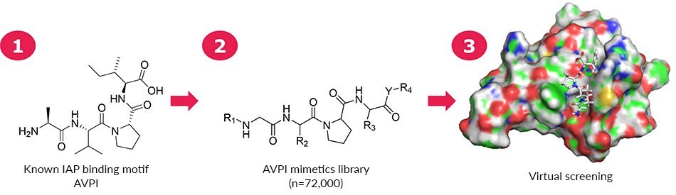 A 168-member mimetics focused library based on AVPI was assembled for virtual screening. On the right is shown the interaction between AVPF and 4LGE.