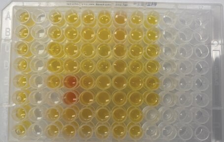 Supel™ BioSPME 96-pin device with actual samples for extraction 1 showing wells loaded with 200 µL of either serum sample (yellow/red) or a calibrator prepared in phosphate buffered saline.