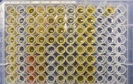 Supel™ BioSPME 96-pin device with actual samples for extraction 2 showing wells loaded with 200 µL of either serum sample (yellow/red) or a calibrator prepared in phosphate buffered saline.