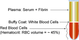 Blood Composition