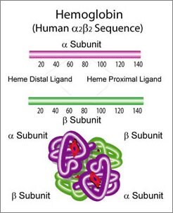 Image of Hemoglobin Structure