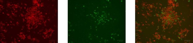 HCT-116 cells 72 h post nucleofection with GFP control exchange plasmid and cre mRNA