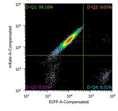 FACS analysis of Jurkat Landing Pad clone nucleofected with Cre mRNA and targeting DNA vector containing EGFP for exchange, one week post-nucleofection