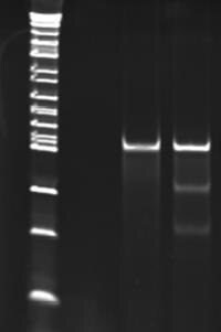 Results of CEL I mismatch detection assay. The two lower bands in lane 2 indicate the successful targeting and DNA cutting ability of the ZFN.