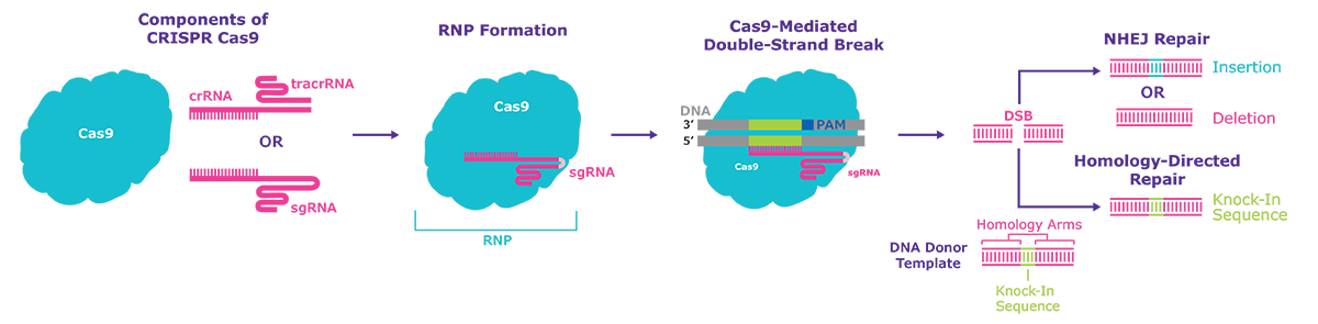 Schematic diagram of the CRISPR one-part and two-part systems with Cas9 protein, demonstrating the composition of the Ribonucleoprotein (RNP). After a double-strand break is created two possible repair pathways are taken by the cellular DNA machinery; Non-Homologous End Joining (NHEJ), Indel formation or Homology-Directed Repair (HDR) for targeted insertions or knock-ins.