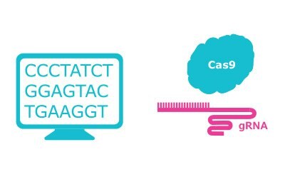 Design gRNA, choose Cas nuclease and select transfection method.