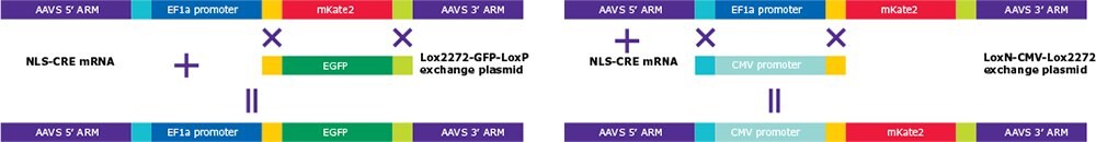 Exchange of Landing Pad payload exchange using Cre recombinase and targeting vector with appropriate LoxP elements