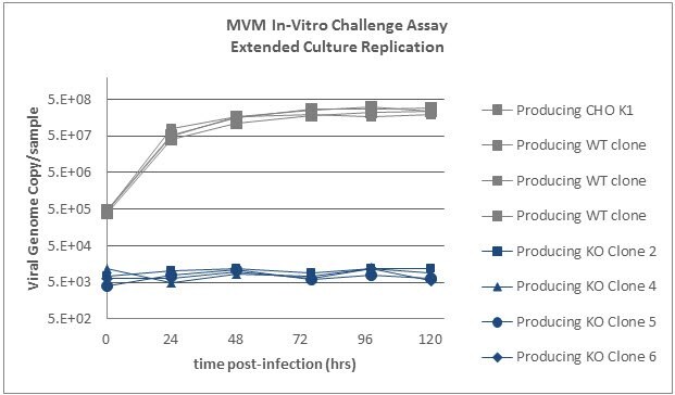 Four IgG producing SLC35A1 knockout clones as well four IgG producing wildtype clones and the parental wildtype producing cells were exposed to MVM. MVM replication is abrogated in SLC35A1 knockout cell lines.