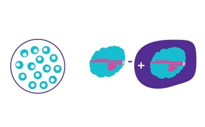 Introduce CRISPR components using selected transfection method to edit targeted genes in desired cell line.