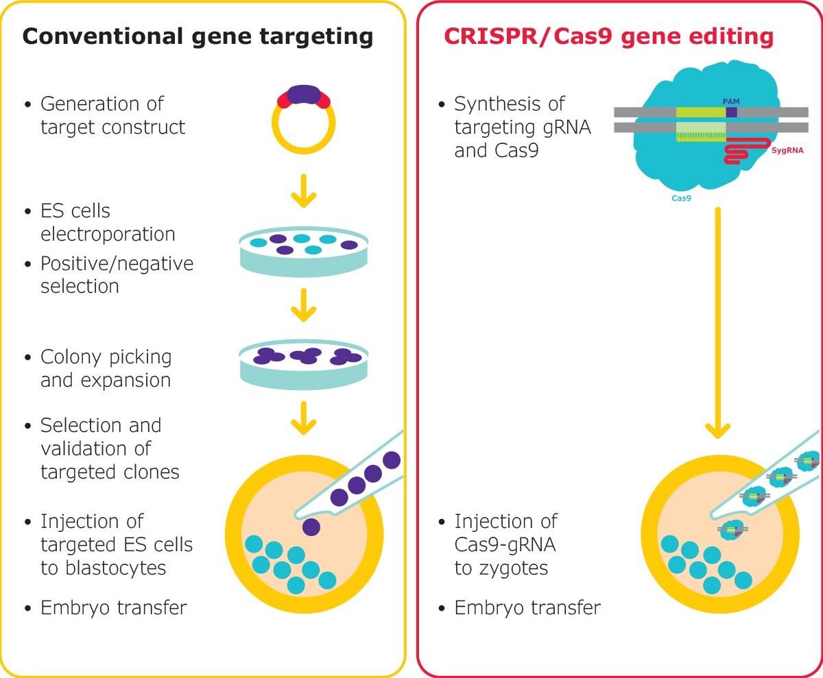 Gene editing in mouse embryos is traditionally a long process, however, RNP-based editing with CRISPR reduces the complexity. Mouse models can be generated rapidly, for nearly any target. SygRNA® is suitable for both microinjection and electroporation of embryos.