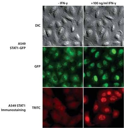 Isolated Single-Cell Clones Expressing the STAT1 Gene