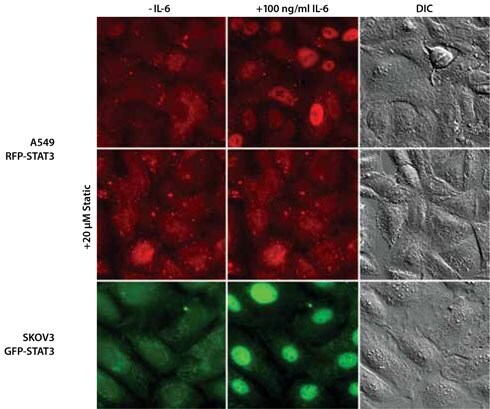 Isolated Single-Cell Clones Expressing the STAT3 Gene